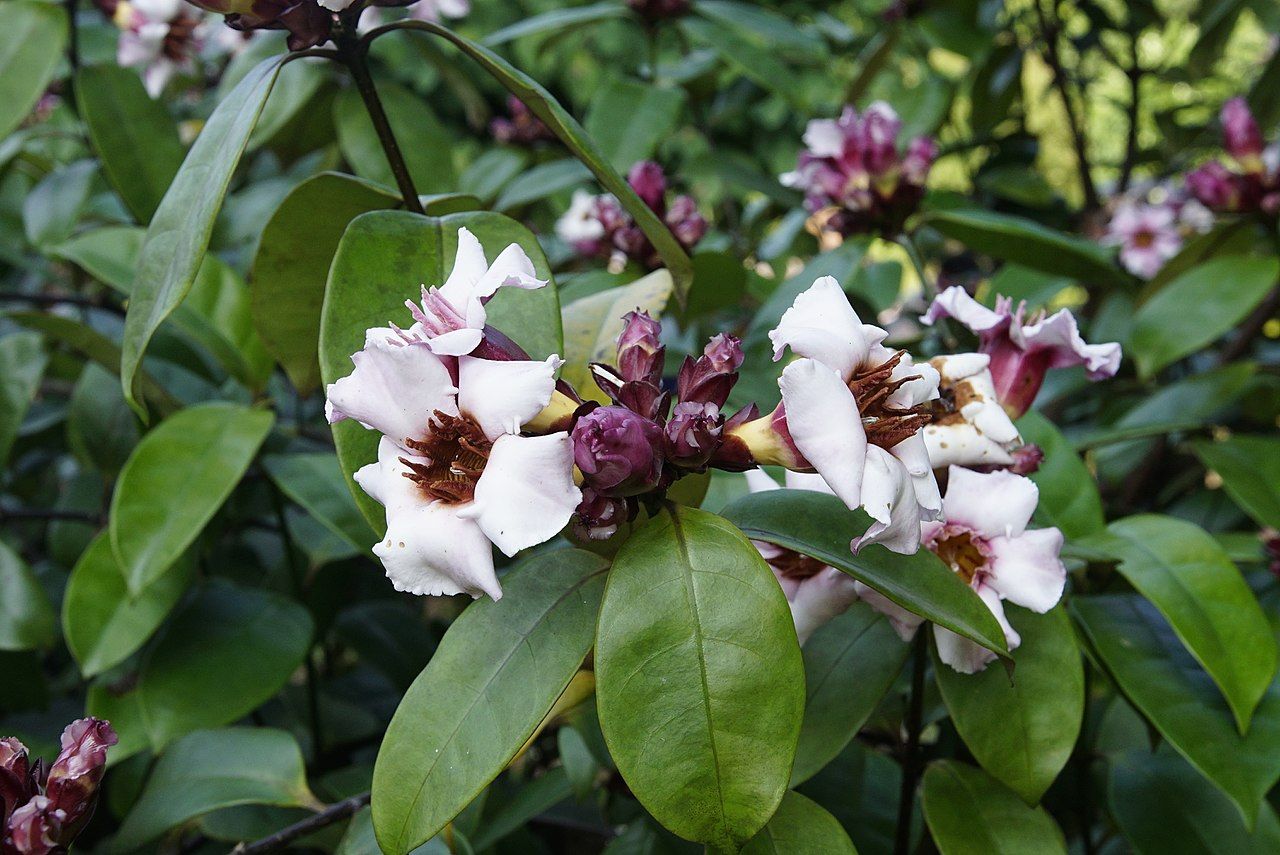 Strophanthin therapy